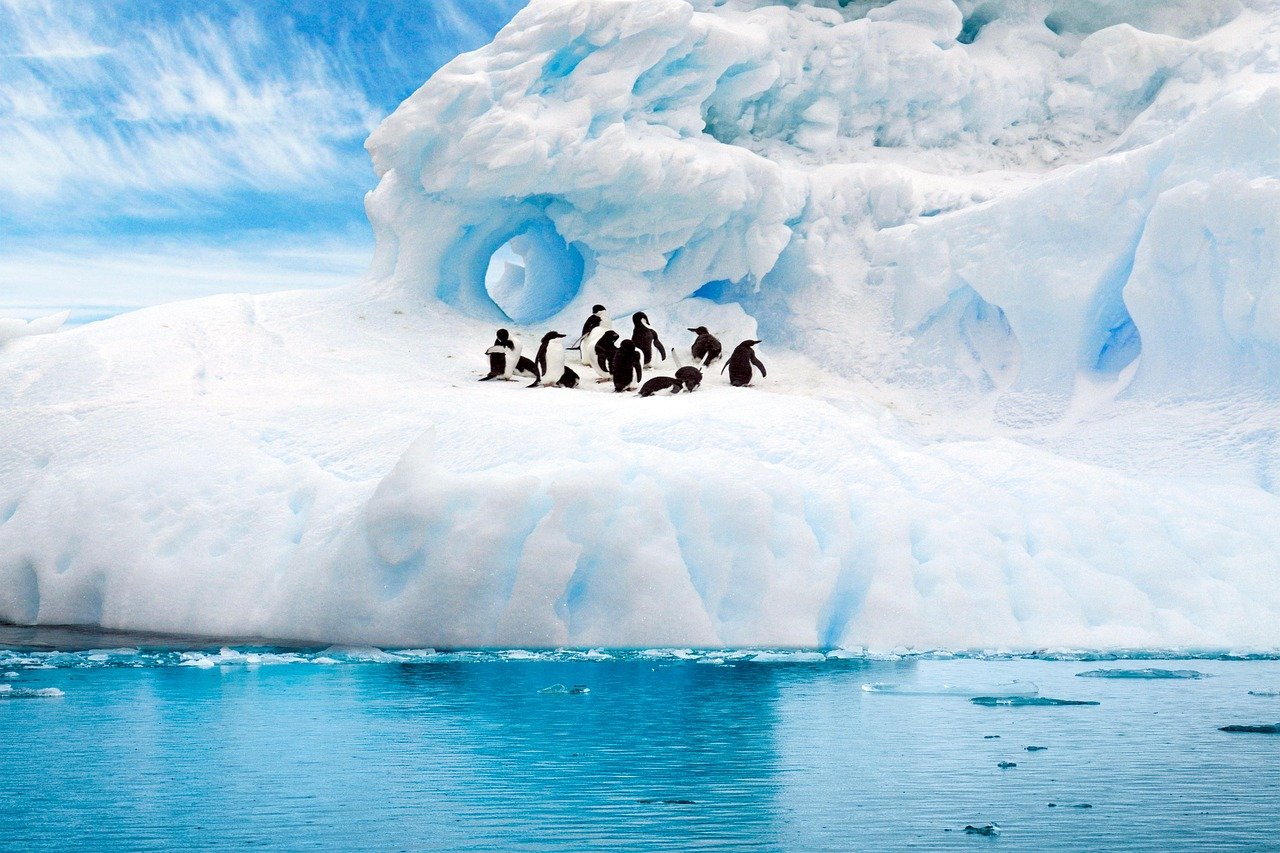 Penguins – The Most Beautiful Birds of the Ice